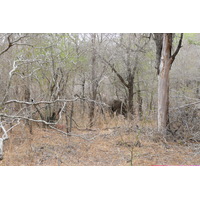 Picture South Africa Kruger National Park Sable River 2008-09 30 - To see Sable River