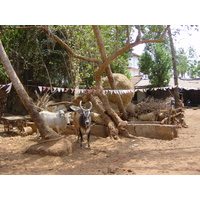 Picture India Goa 2003-05 60 - Arambol Beach Goa