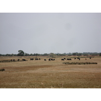 Picture France Camargue 2006-06 4 - Land Camargue