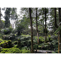 Picture Singapore Singapore Botanic Gardens 2023-01 39 - Rentals Singapore Botanic Gardens