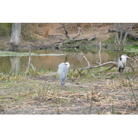 Picture South Africa Kruger National Park Sable River 2008-09 41 - SPA Sable River