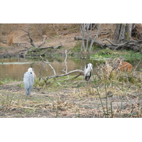 Picture South Africa Kruger National Park Sable River 2008-09 32 - Hotel Sable River