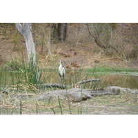 Picture South Africa Kruger National Park Sable River 2008-09 35 - To see Sable River