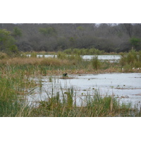 Picture South Africa Kruger National Park Sable River 2008-09 43 - Winter Sable River