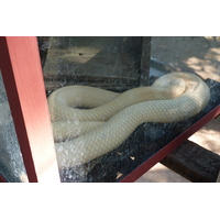 Picture Thailand Chiang Mai Mae Sa Snake Farm 2010-12 11 - Lake Mae Sa Snake Farm