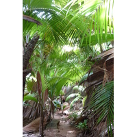 Picture Seychelles Vallee de Mai 2011-10 79 - Shopping Vallee de Mai