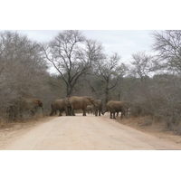 Picture South Africa Kruger National Park Sable River 2008-09 60 - Walking Street Sable River