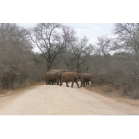 Picture South Africa Kruger National Park Sable River 2008-09 51 - Transport Sable River