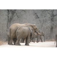 Picture South Africa Kruger National Park Sable River 2008-09 47 - Saving Sable River