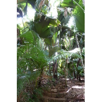 Picture Seychelles Vallee de Mai 2011-10 85 - Monument Vallee de Mai