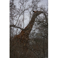 Picture South Africa Kruger National Park Sable River 2008-09 33 - Accomodation Sable River