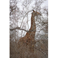 Picture South Africa Kruger National Park Sable River 2008-09 34 - Rooms Sable River