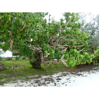 Picture New Caledonia Ile des pins Kuto Beach 2010-05 24 - Spring Kuto Beach