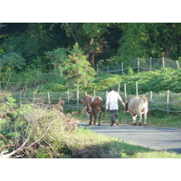 Picture Fiji Nadi to Sigatoka road 2010-05 5 - Sunset Nadi to Sigatoka road