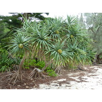 Picture New Caledonia Ile des pins Kuto Beach 2010-05 21 - Hotel Kuto Beach