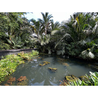 Picture Singapore Singapore Botanic Gardens 2023-01 121 - Waterfalls Singapore Botanic Gardens