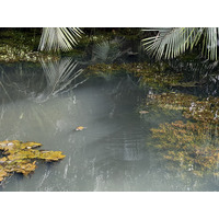 Picture Singapore Singapore Botanic Gardens 2023-01 1 - Restaurant Singapore Botanic Gardens