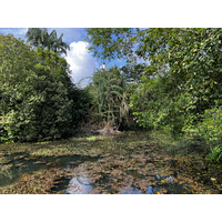 Picture Singapore Singapore Botanic Gardens 2023-01 38 - Hot Season Singapore Botanic Gardens