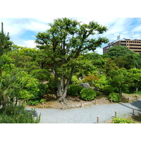 Picture Japan Kyoto Shosei en Garden 2010-06 66 - City Sights Shosei en Garden