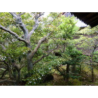 Picture Japan Kyoto Ninna ji imperial Residence 2010-06 78 - Rooms Ninna ji imperial Residence