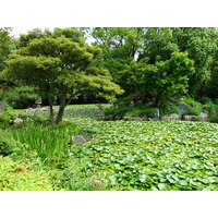 Picture Japan Kyoto Shosei en Garden 2010-06 59 - Cheap Room Shosei en Garden