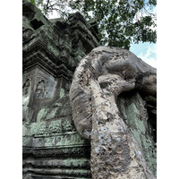 Picture Cambodia Siem Reap Ta Prohm 2023-01 19 - To see Ta Prohm