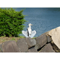 Picture Japan Tokyo Imperial Palace 2010-06 100 - Waterfalls Imperial Palace