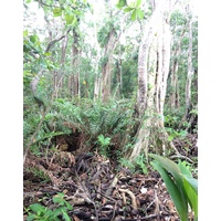 Picture Costa Rica Cahuita 2015-03 223 - Lake Cahuita