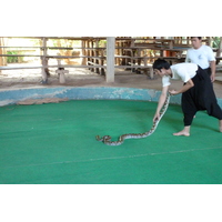 Picture Thailand Chiang Mai Mae Sa Snake Farm 2010-12 87 - Hotel Pools Mae Sa Snake Farm