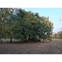 Picture Thailand Si satchanalai historical park 2014-12 78 - Sauna Si satchanalai historical park