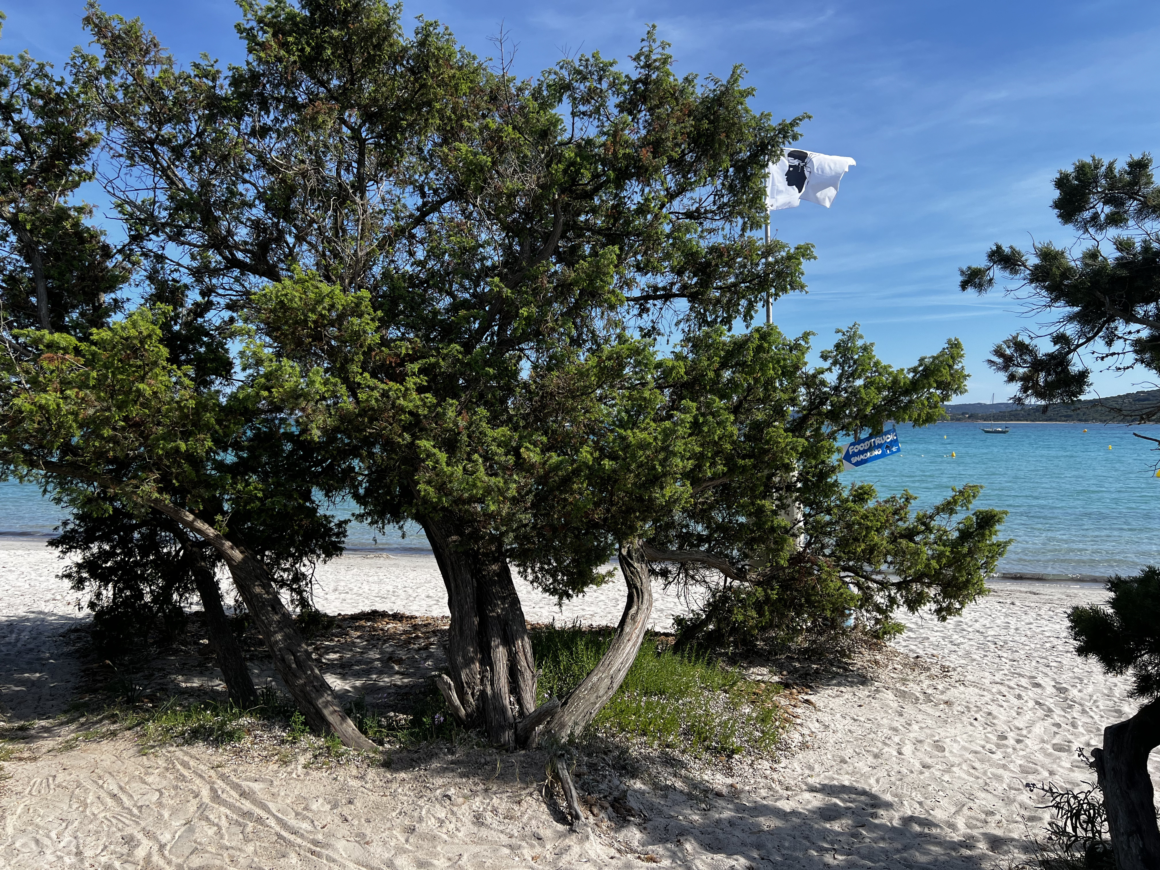 Picture France Corsica San Cyprien Bay 2024-05 3 - Around San Cyprien Bay