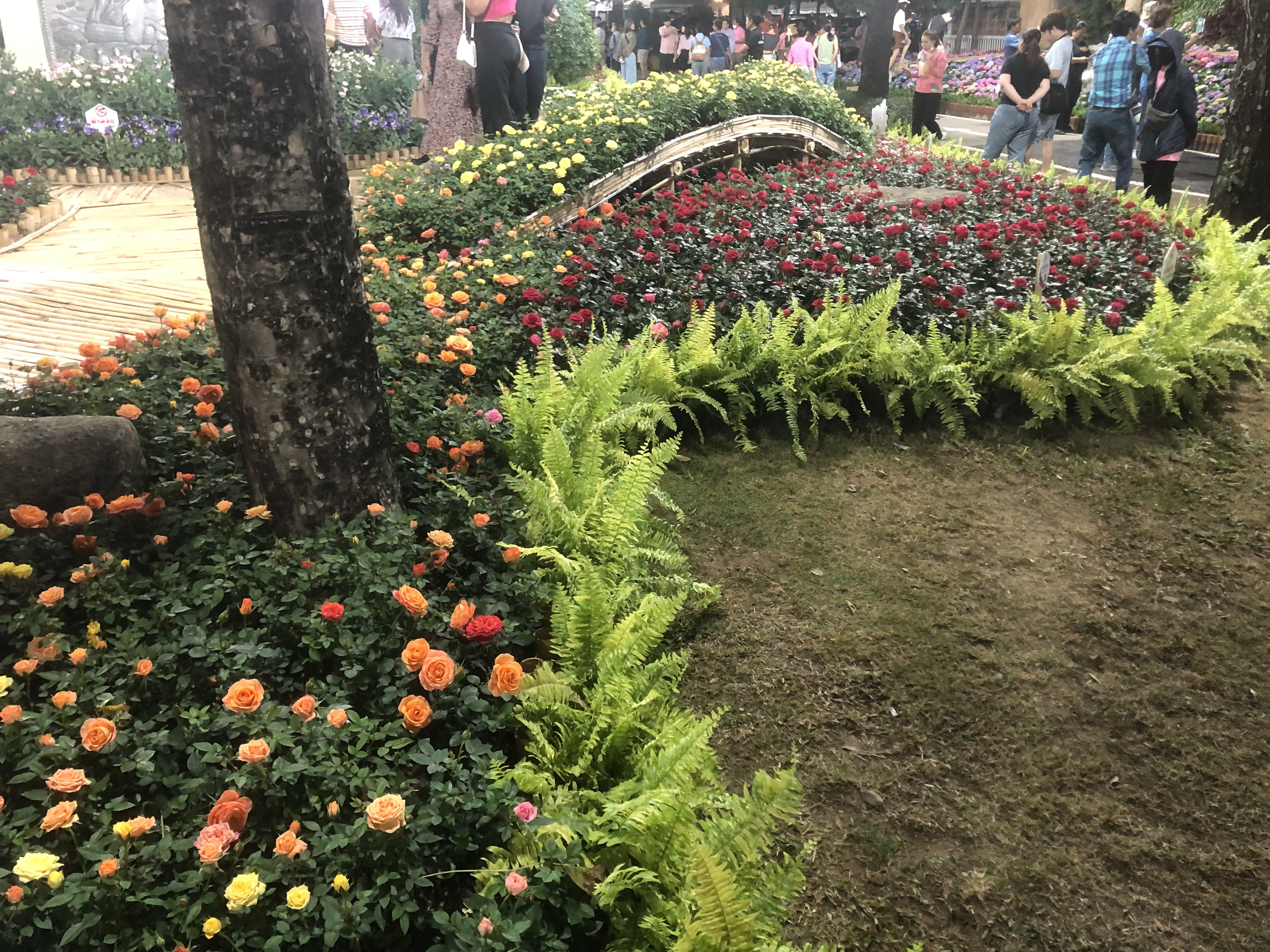 Picture Thailand Chiang Mai Nong Buak Haad Public Park 2024-01 8 - Recreation Nong Buak Haad Public Park