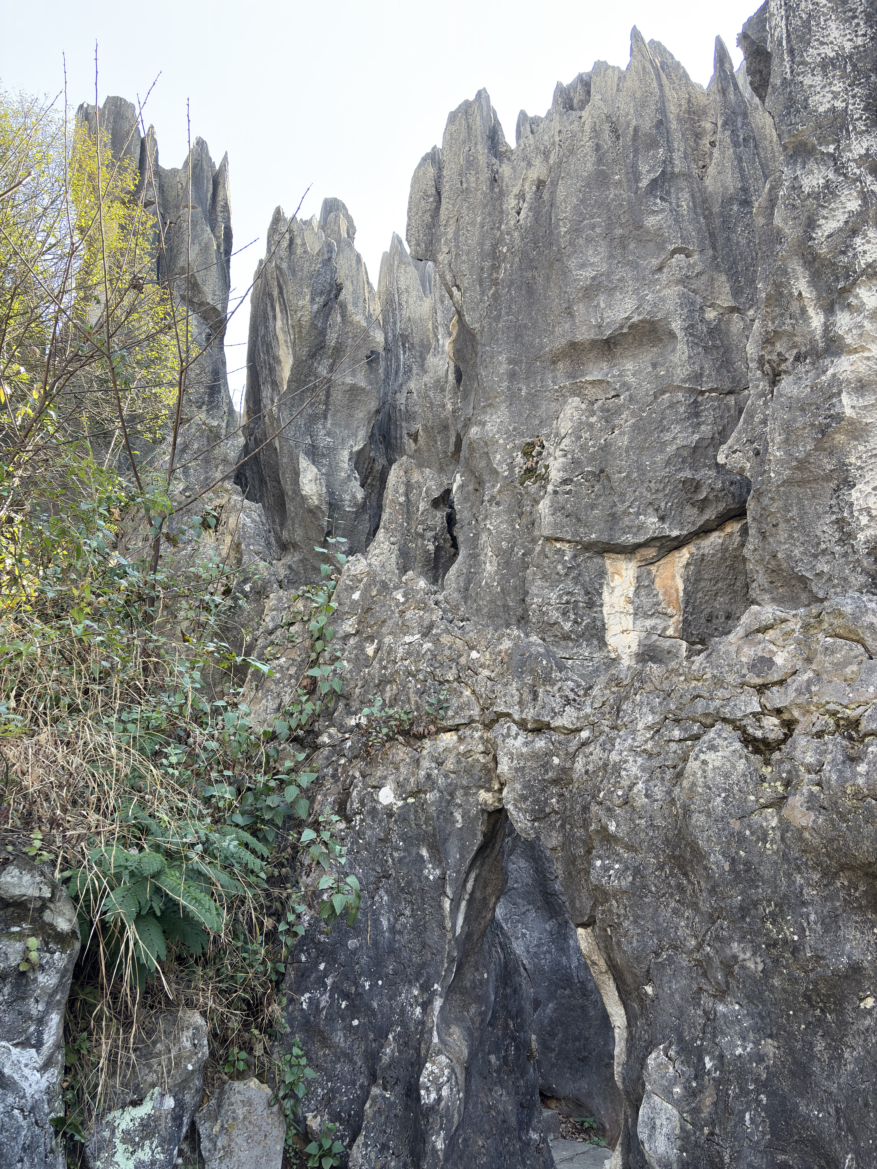Picture China Shilin Stone Forest 2026-01 273 - Tour Shilin Stone Forest