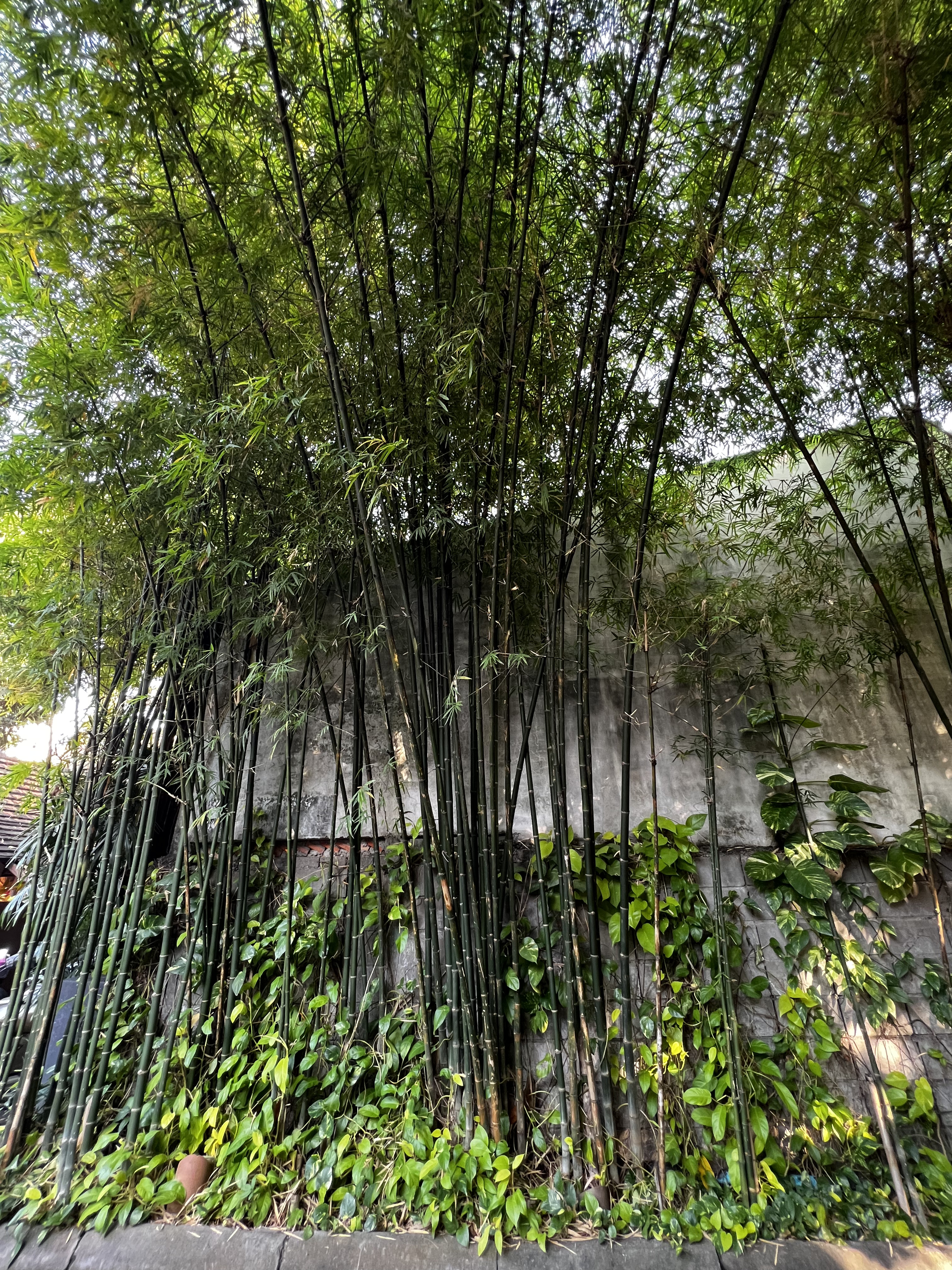 Picture Thailand Chiang Mai 2024-01 91 - Discovery Chiang Mai