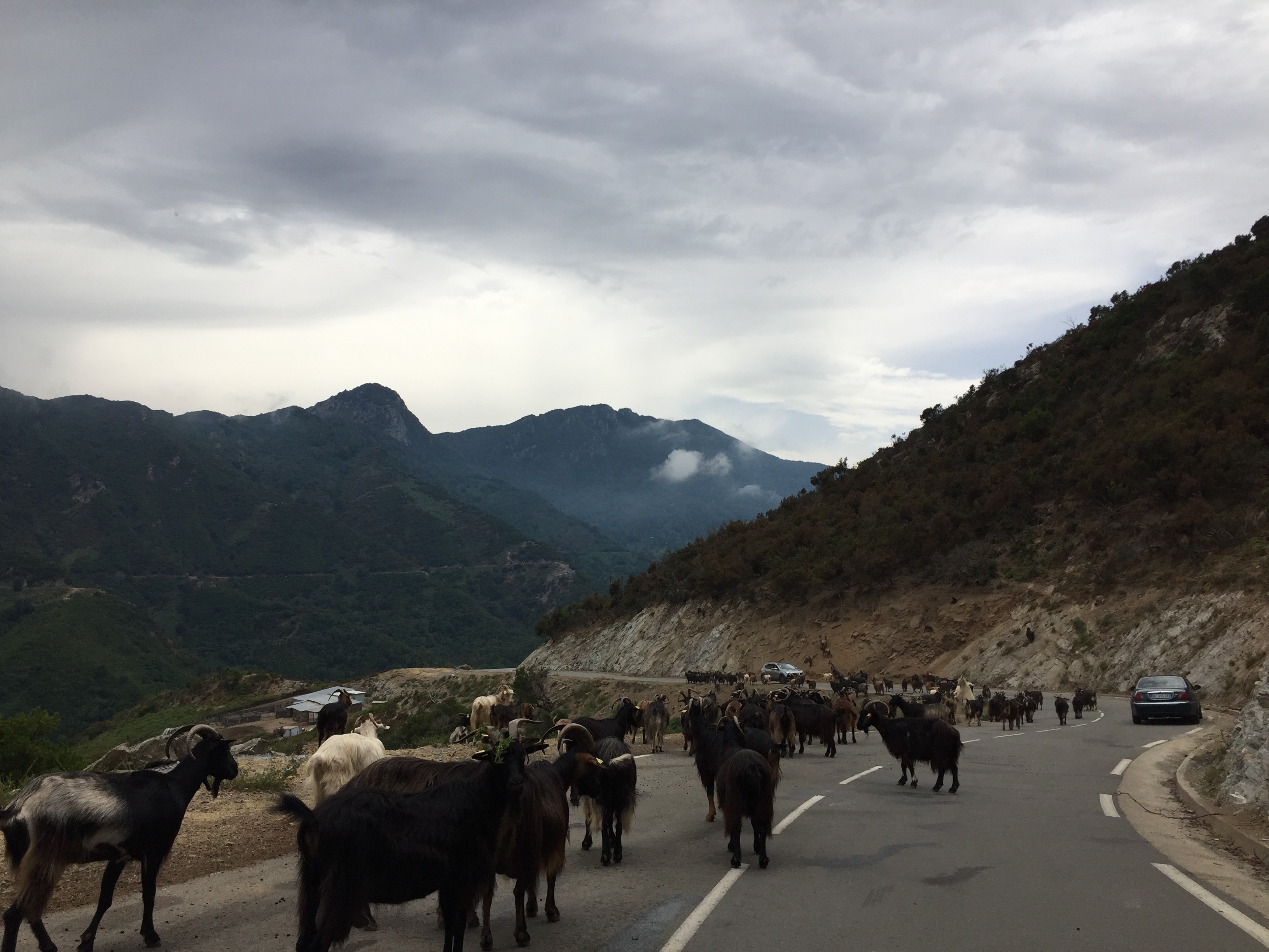 Picture France Corsica Valle d'alesani 2017-07 1 - Tour Valle d'alesani