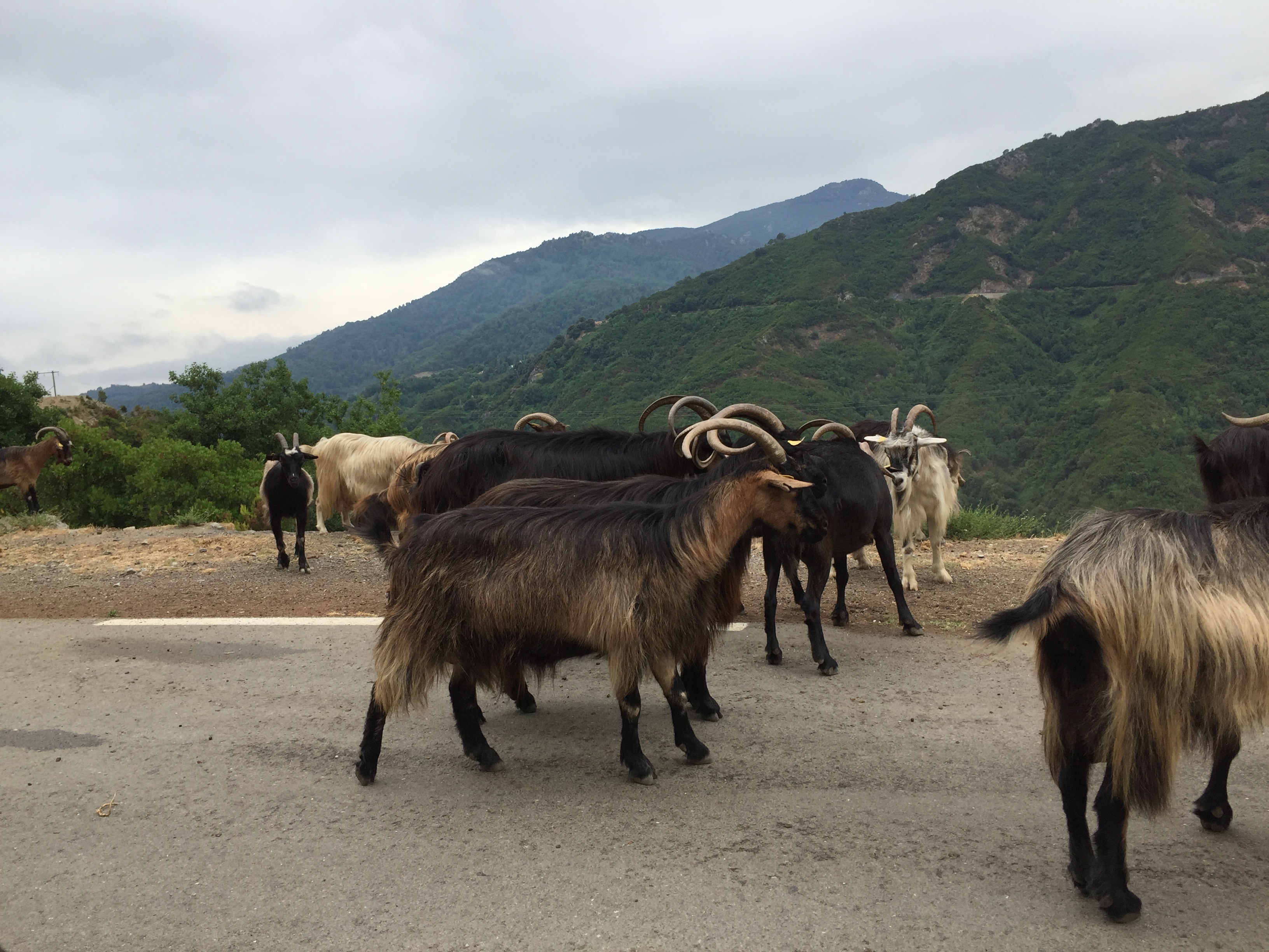 Picture France Corsica Valle d'alesani 2017-07 11 - Around Valle d'alesani