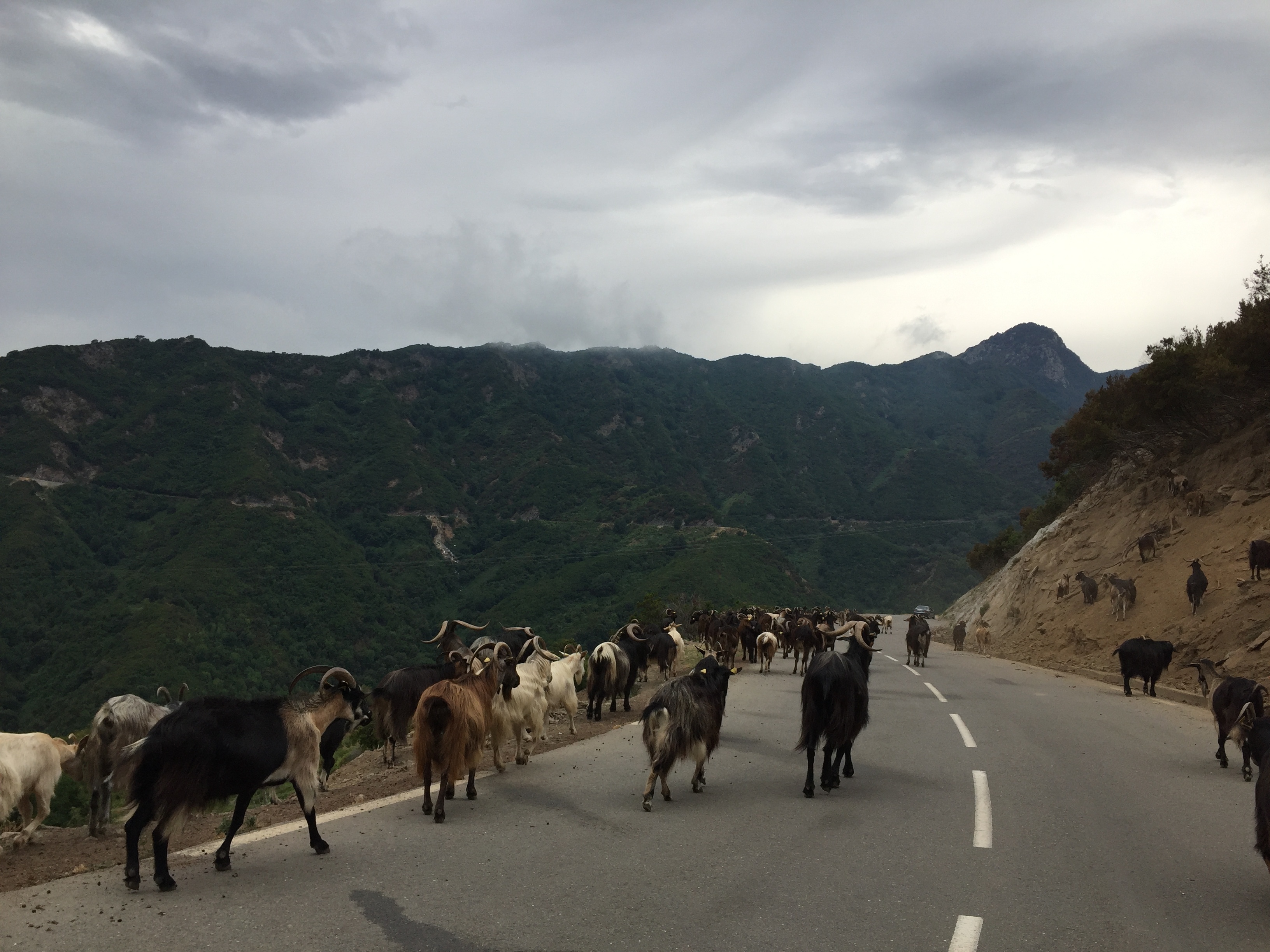 Picture France Corsica Valle d'alesani 2017-07 14 - Recreation Valle d'alesani