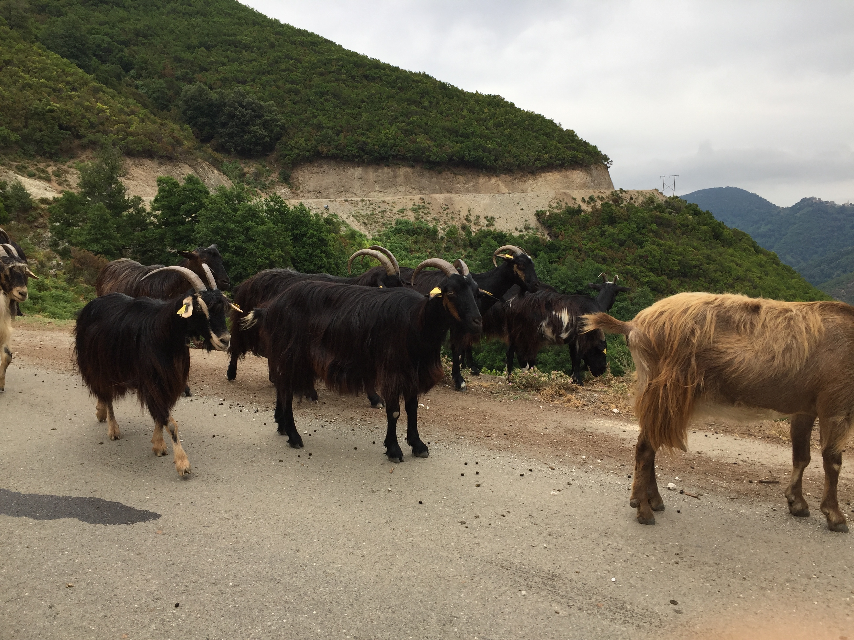 Picture France Corsica Valle d'alesani 2017-07 16 - Around Valle d'alesani