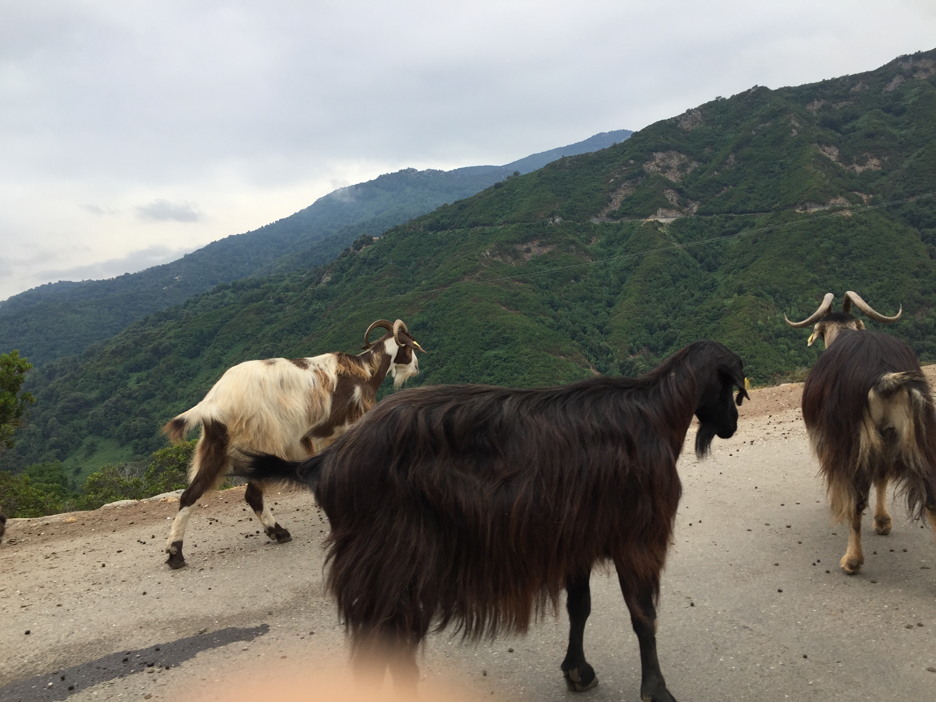 Picture France Corsica Valle d'alesani 2017-07 18 - History Valle d'alesani