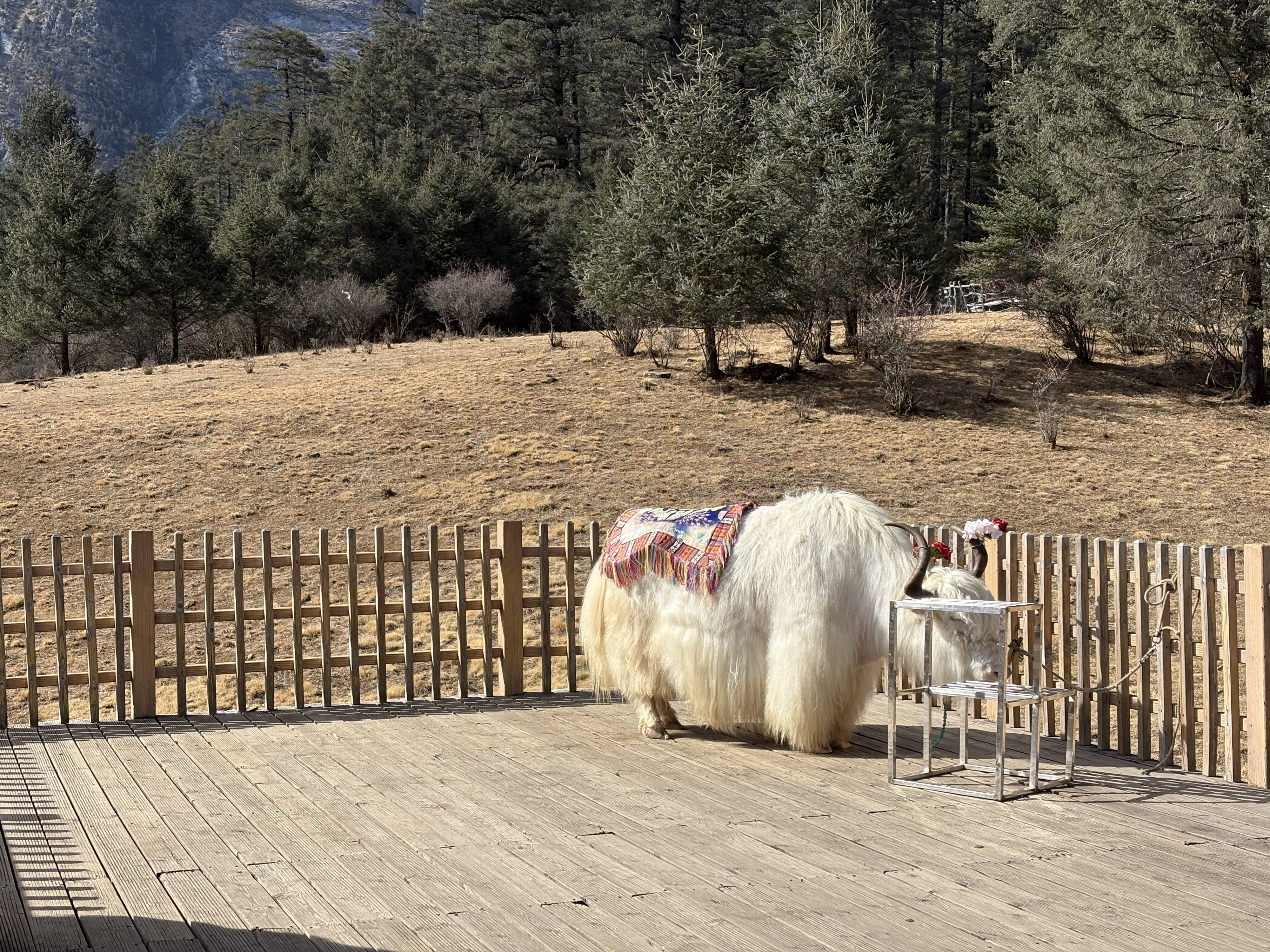 Picture China Lijiang Blue moon valley 2026-01 46 - Recreation Blue moon valley