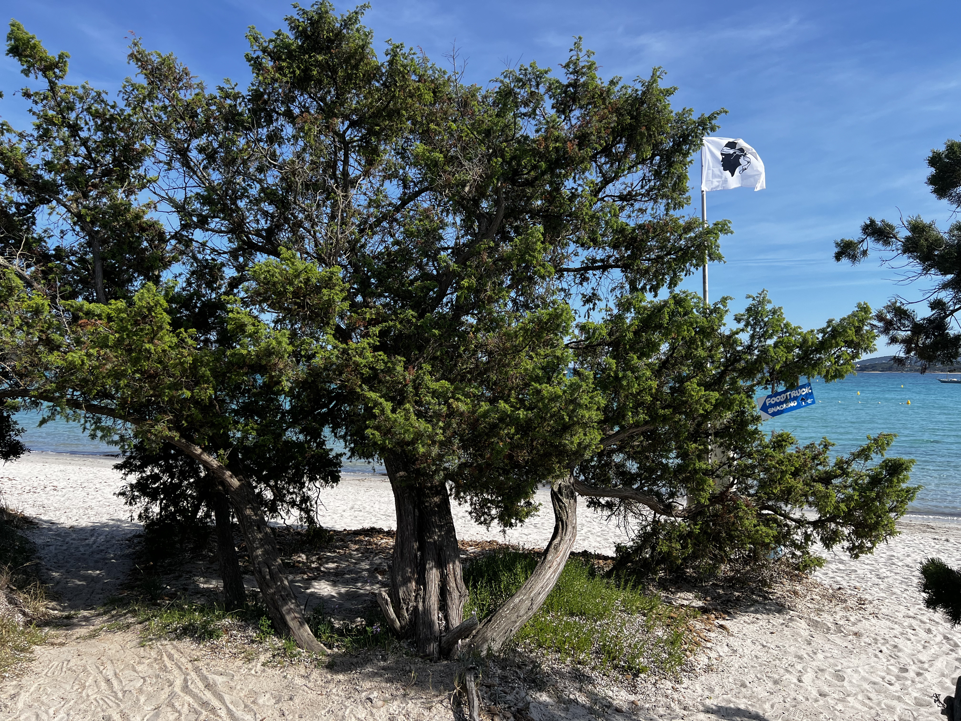 Picture France Corsica San Cyprien Bay 2024-05 9 - Around San Cyprien Bay