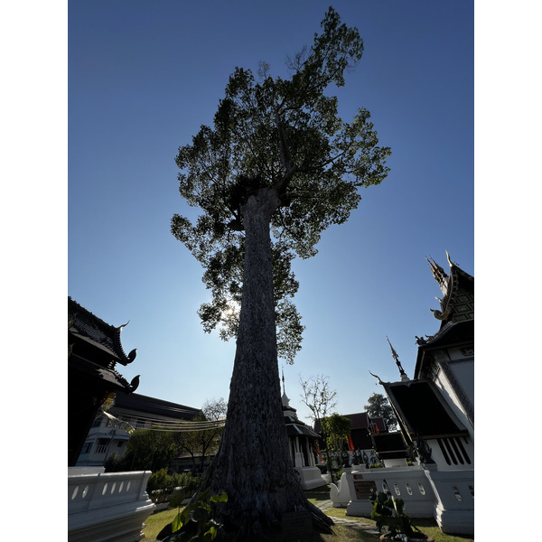 Picture Thailand Chiang Mai 2024-01 142 - Tours Chiang Mai