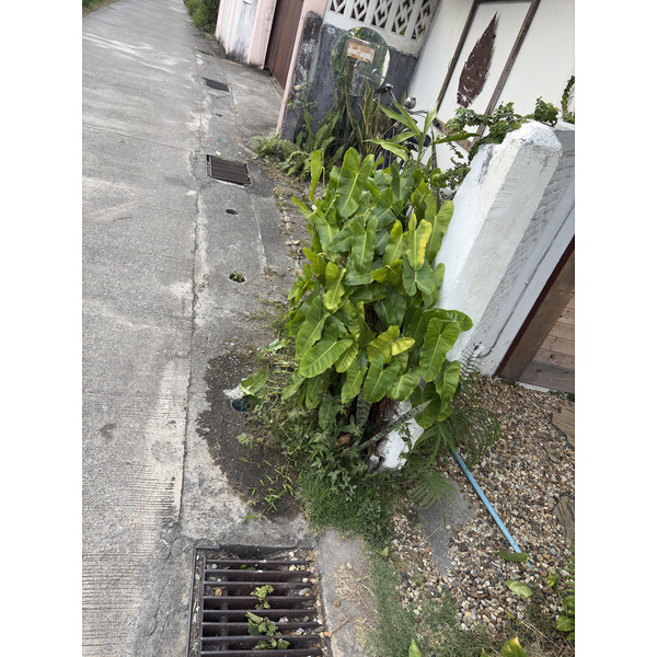Picture Thailand Chiang Mai 2024-12 80 - Center Chiang Mai
