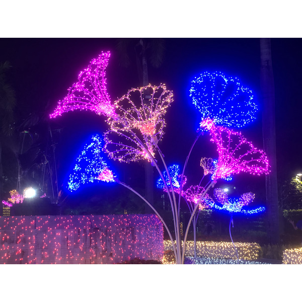 Picture Thailand Chiang Mai Nong Buak Haad Public Park 2024-01 52 - Journey Nong Buak Haad Public Park