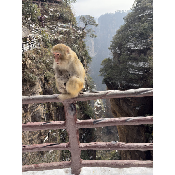 Picture China Zhangjiajie 2026-01 262 - Center Zhangjiajie