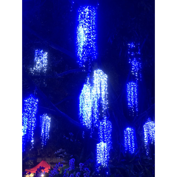 Picture Thailand Chiang Mai Nong Buak Haad Public Park 2024-01 23 - Tour Nong Buak Haad Public Park