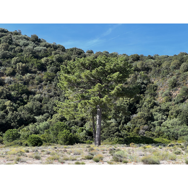 Picture France Corsica Ovu Santu Beach⁩ 2024-05 0 - Around Ovu Santu Beach⁩