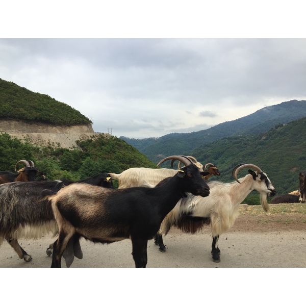 Picture France Corsica Valle d'alesani 2017-07 7 - History Valle d'alesani
