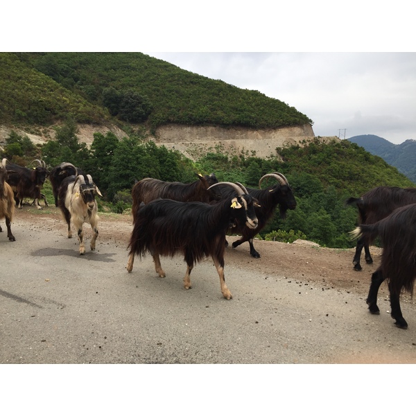 Picture France Corsica Valle d'alesani 2017-07 0 - Around Valle d'alesani