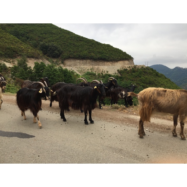 Picture France Corsica Valle d'alesani 2017-07 16 - Around Valle d'alesani
